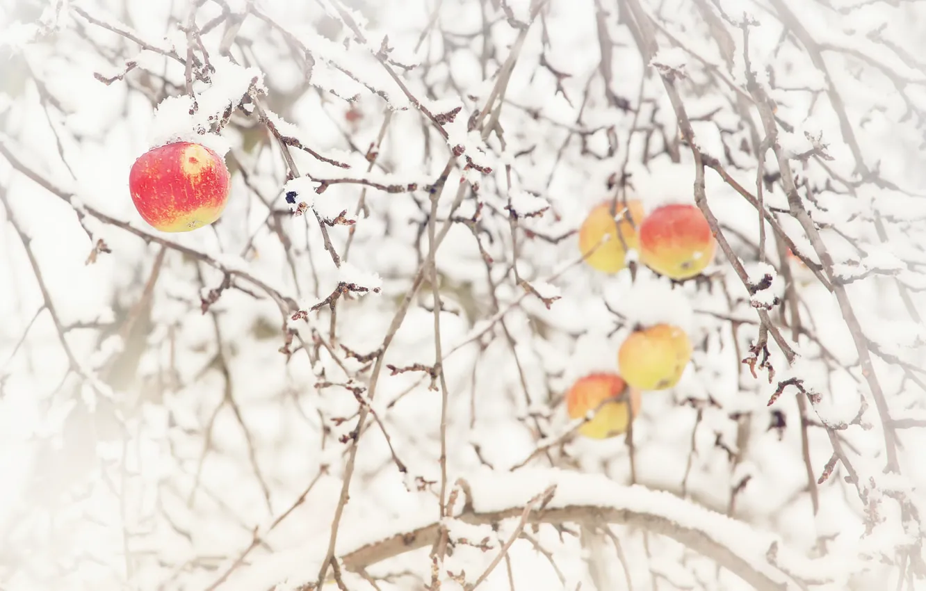 Фото обои снег, природа, яблоки, яблоня