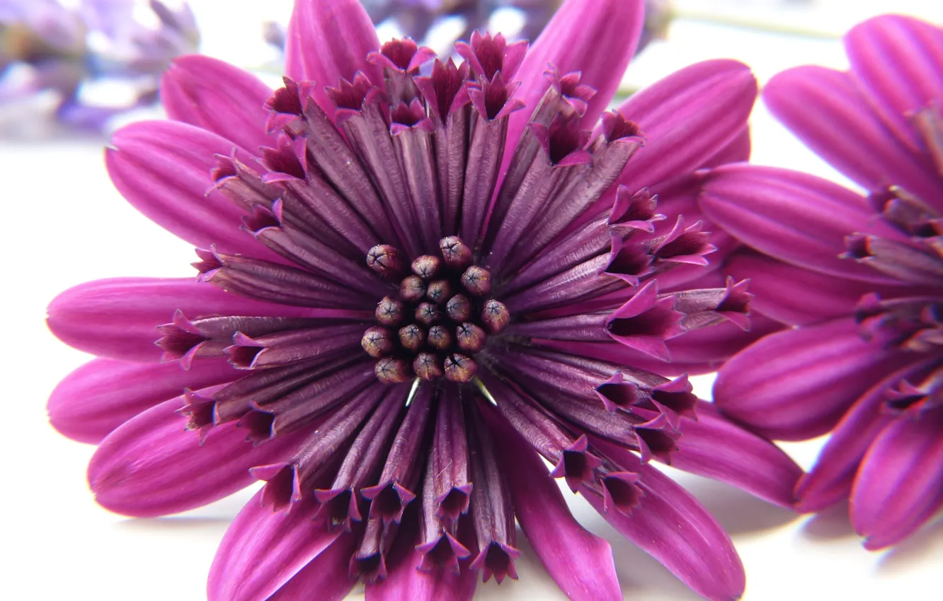 Фото обои фиолетовый, цветы, Хризантемы