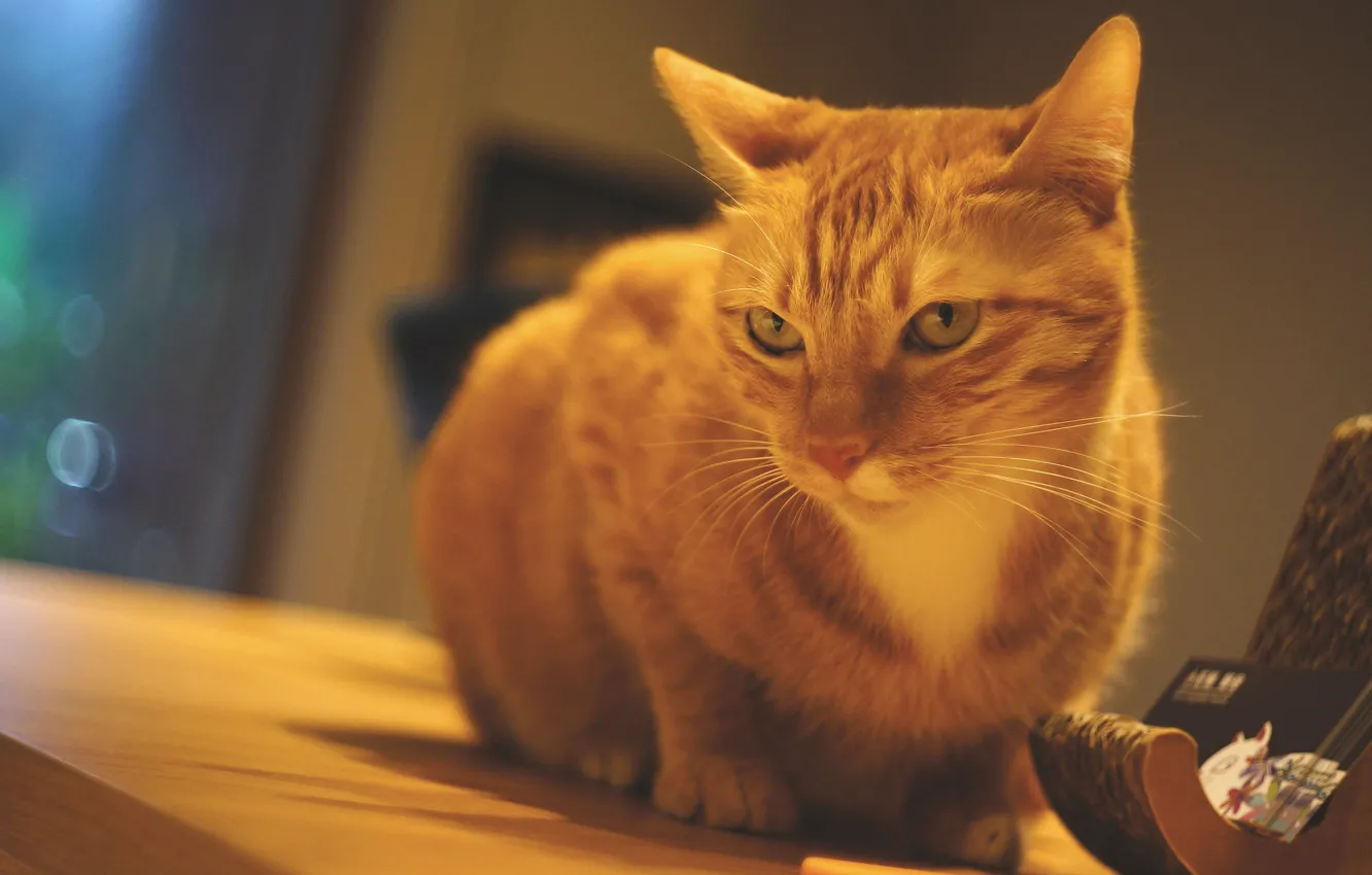 Фото обои кошка, кот, взгляд, стол, стена, окно, рыжая, сидит