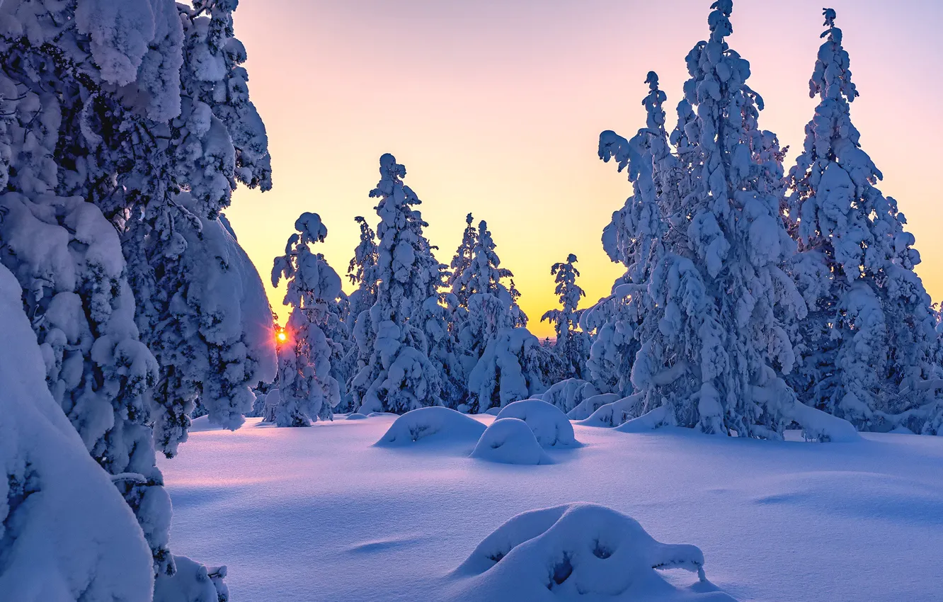 Фото обои зима, снег, деревья, закат, ели, сугробы, Финляндия, Finland