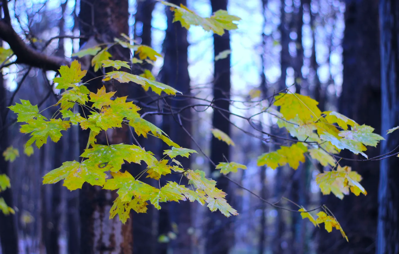 Фото обои forest, park, autumn, tree, leaf, fall