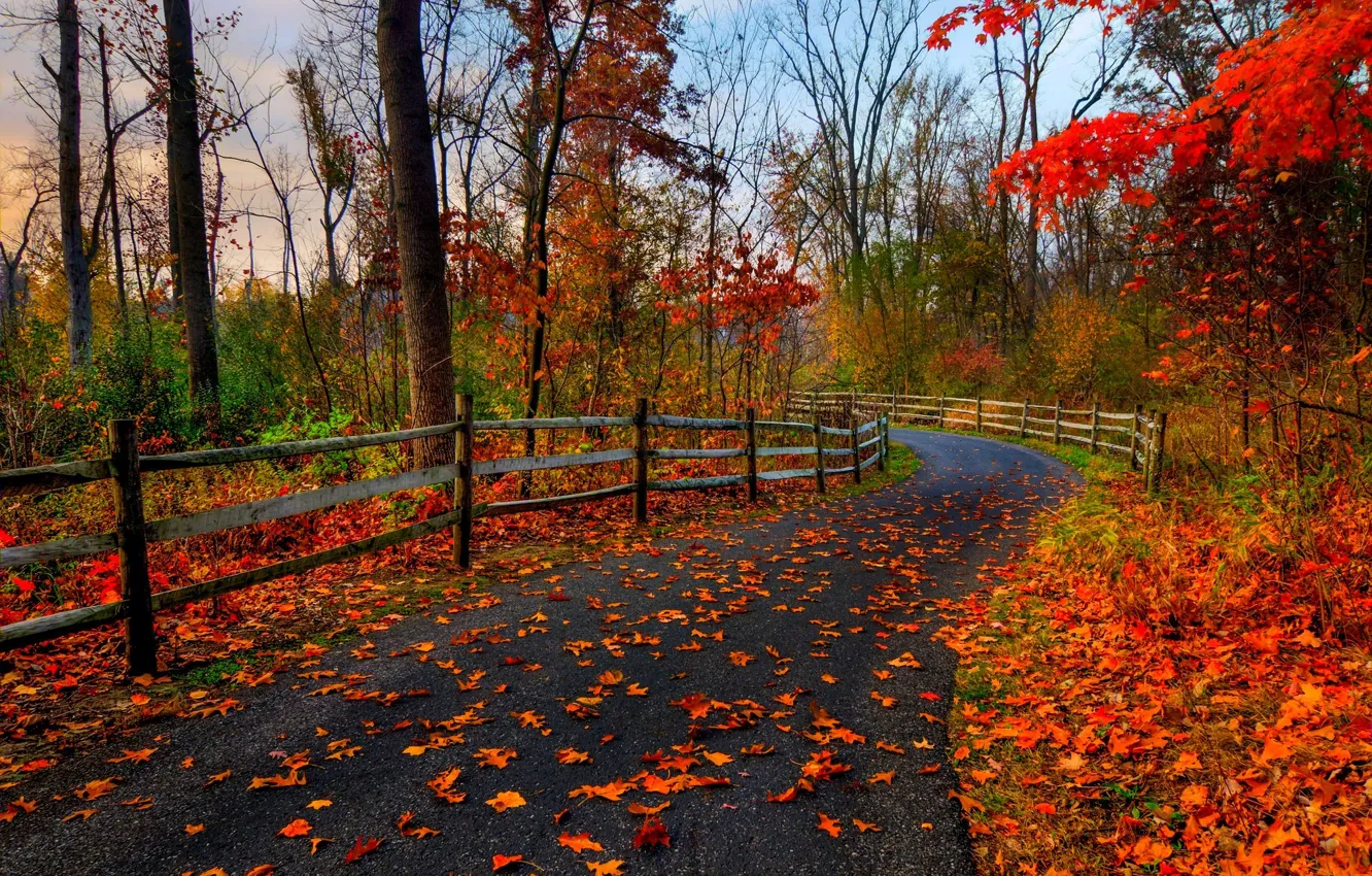 Фото обои дорога, осень, лес, листья, деревья, природа, парк, colors