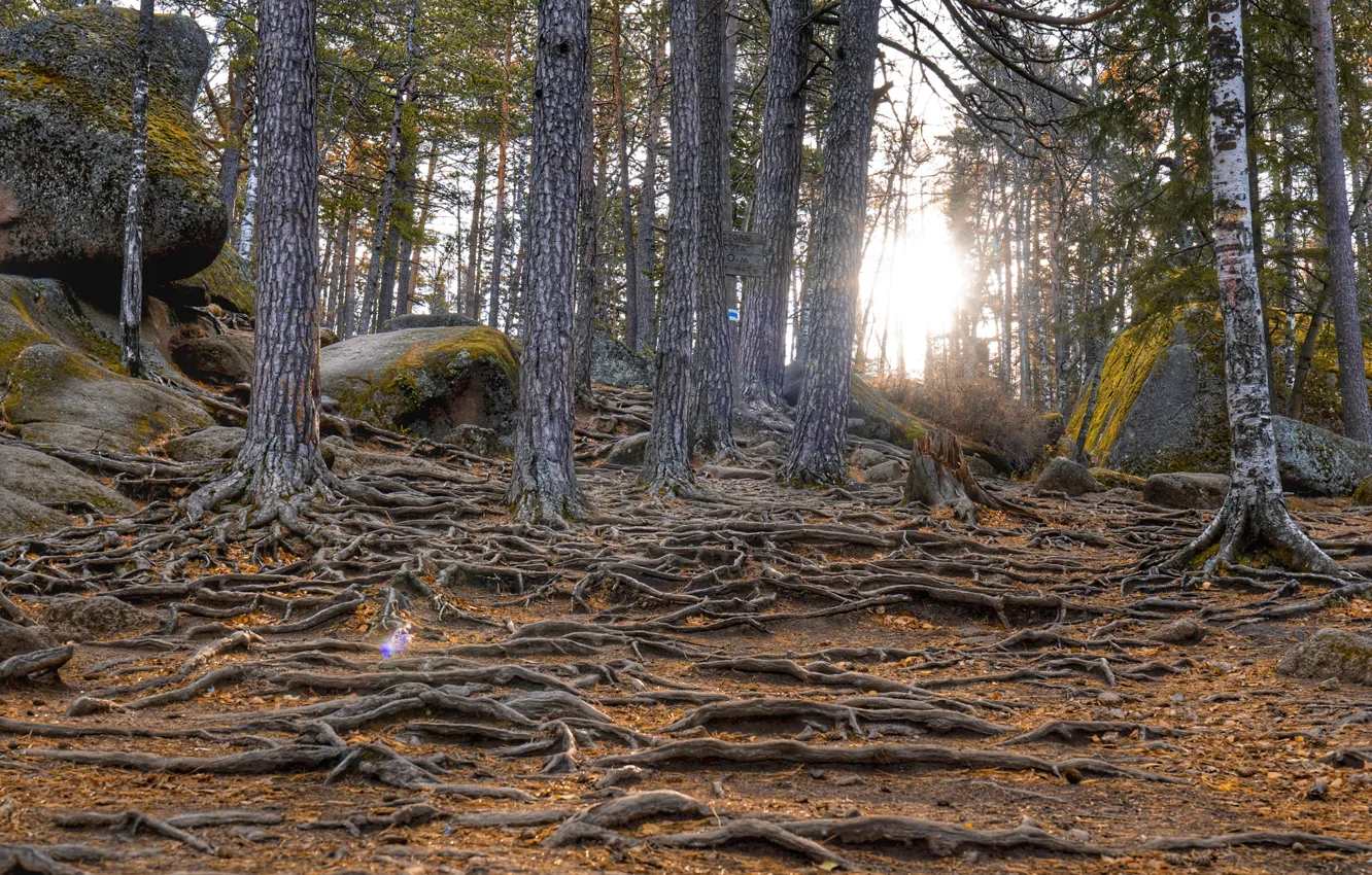 Фото обои лес, горы, Осень, Столбы, сибирь