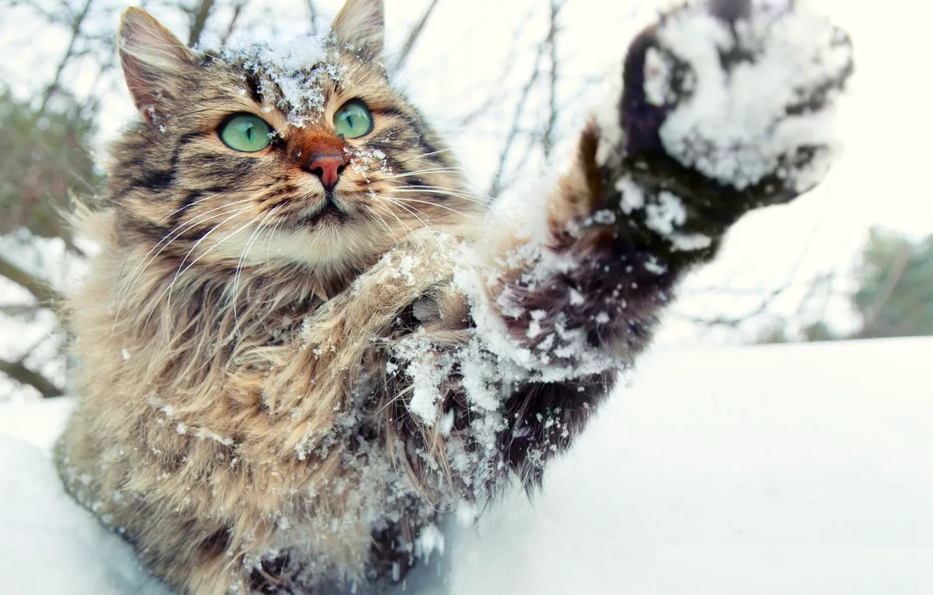 Фото обои зима, в снегу, лапа, пушистый, мордочка, играет, зеленые глаза, полосатый кот