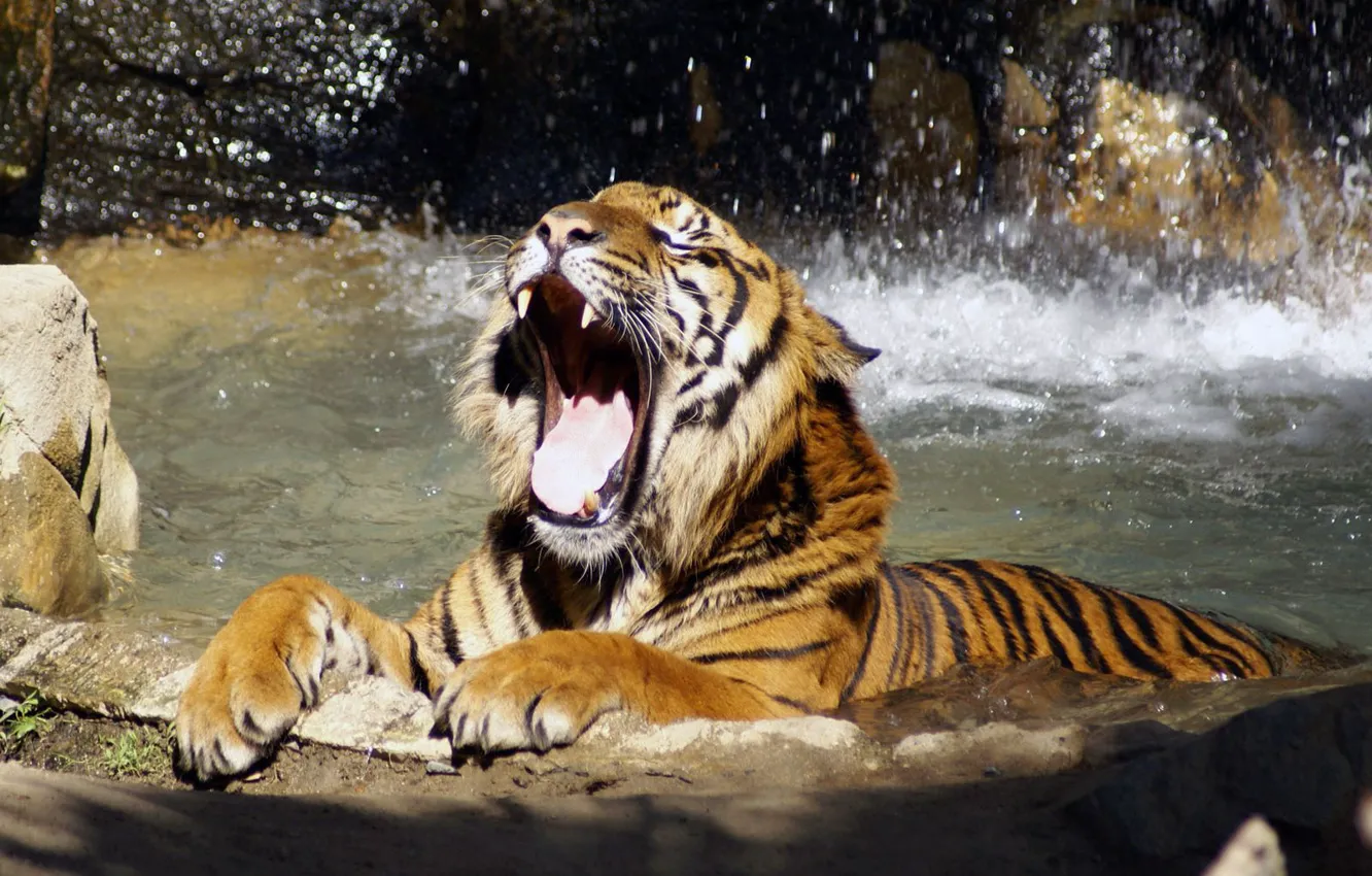 Фото обои река, Тигр, рычит
