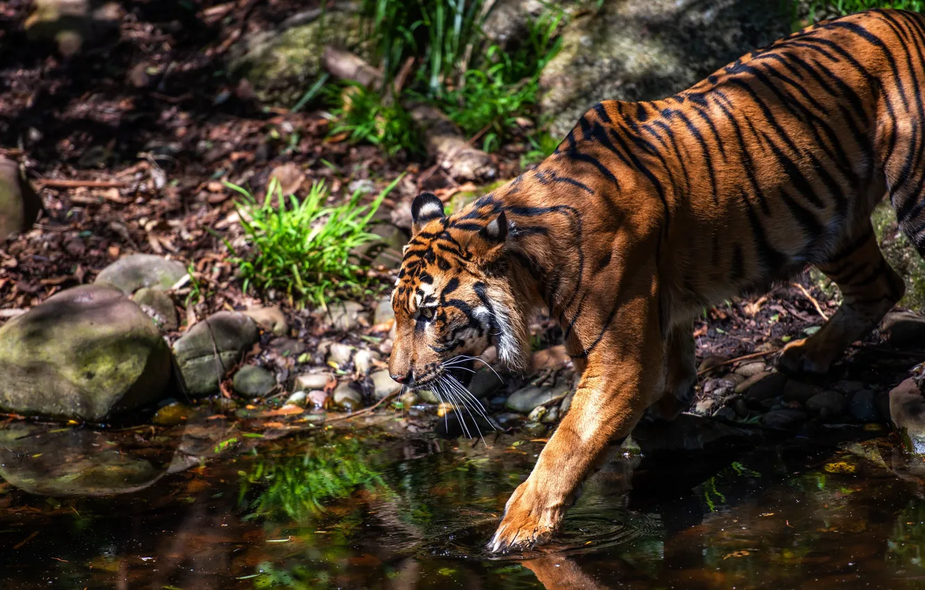 Фото обои трава, взгляд, морда, свет, природа, тигр, поза, камни