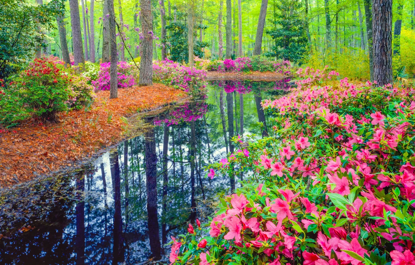 Фото обои лес, цветы, пруд, весна, кусты, водоем, азалия, рододендроны