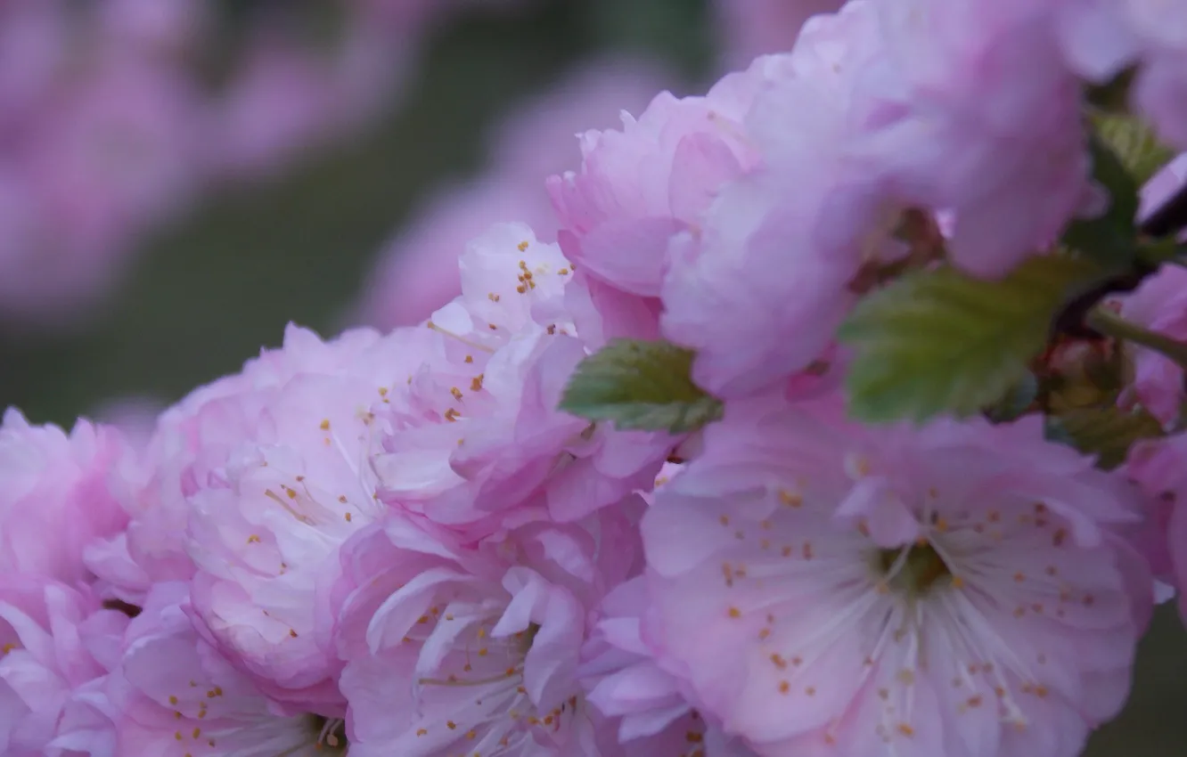 Фото обои Весна, Сакура, Цветение