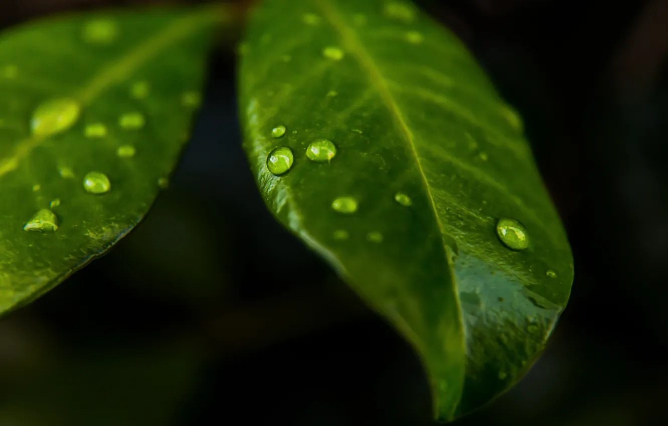 Фото обои листья, вода, капли, макро, drops of nature