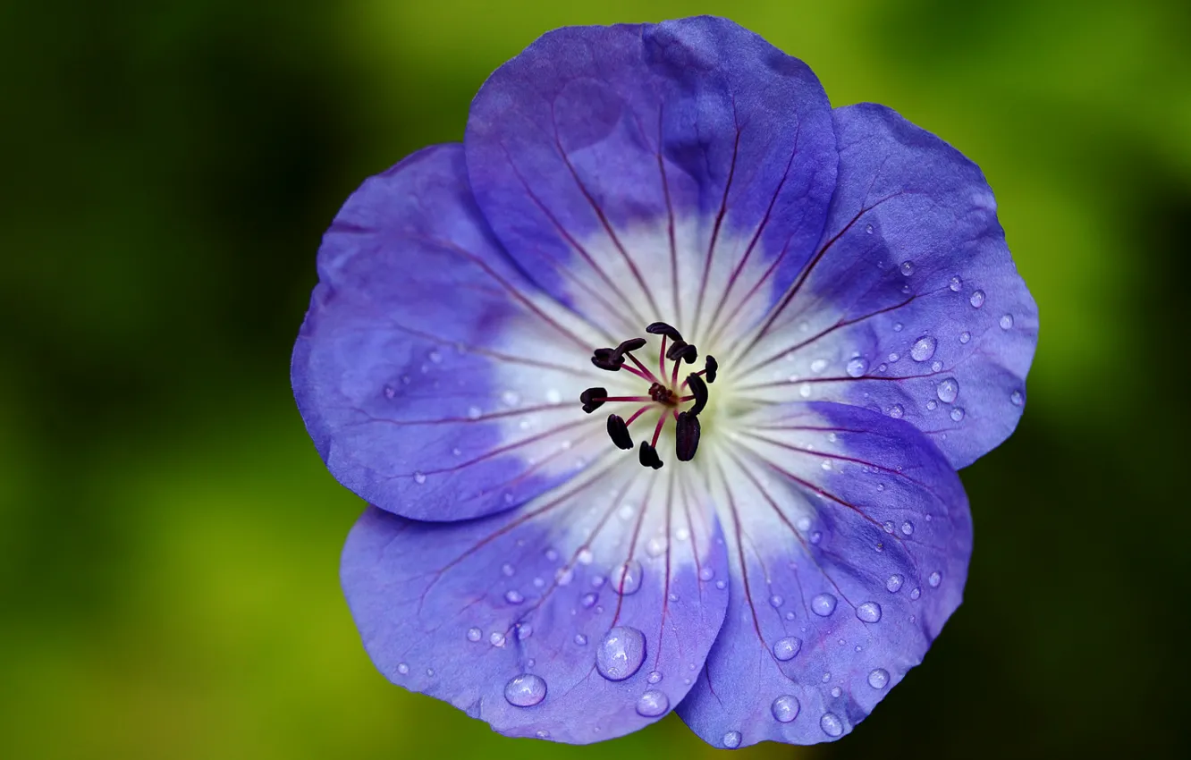 Фото обои цветок, капельки, лепестки, Герань, журавельник, сине-белый