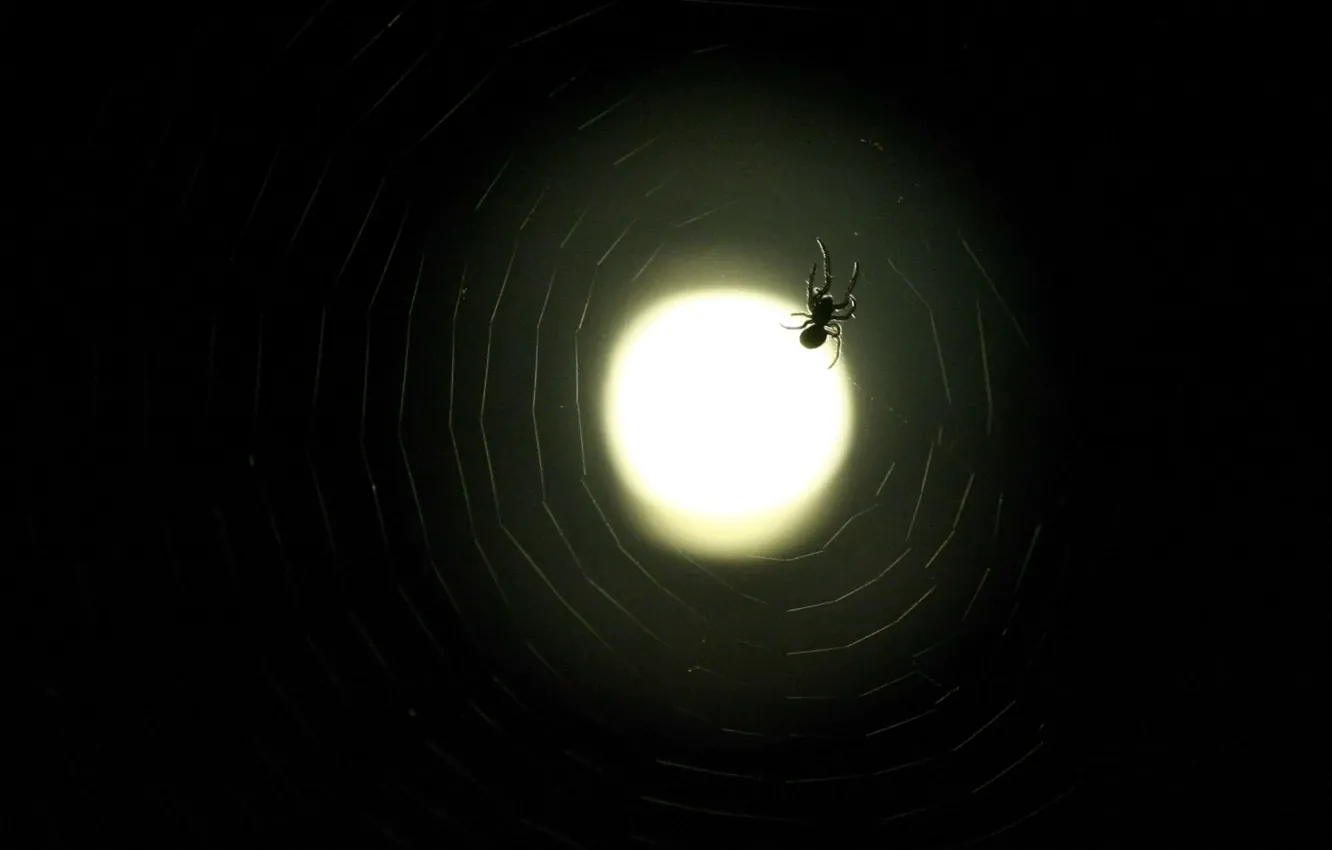 Фото обои паутина, паук, Луна