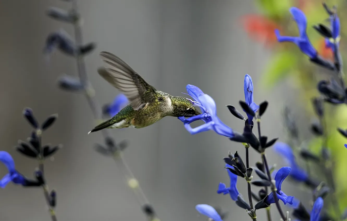 Фото обои цветок, макро, синий, птица, колибри, полевой
