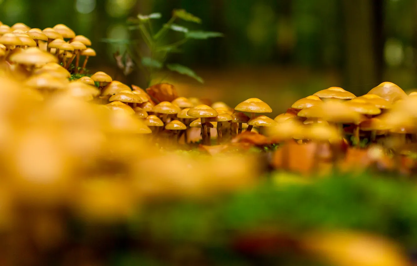 Фото обои лес, природа, грибы