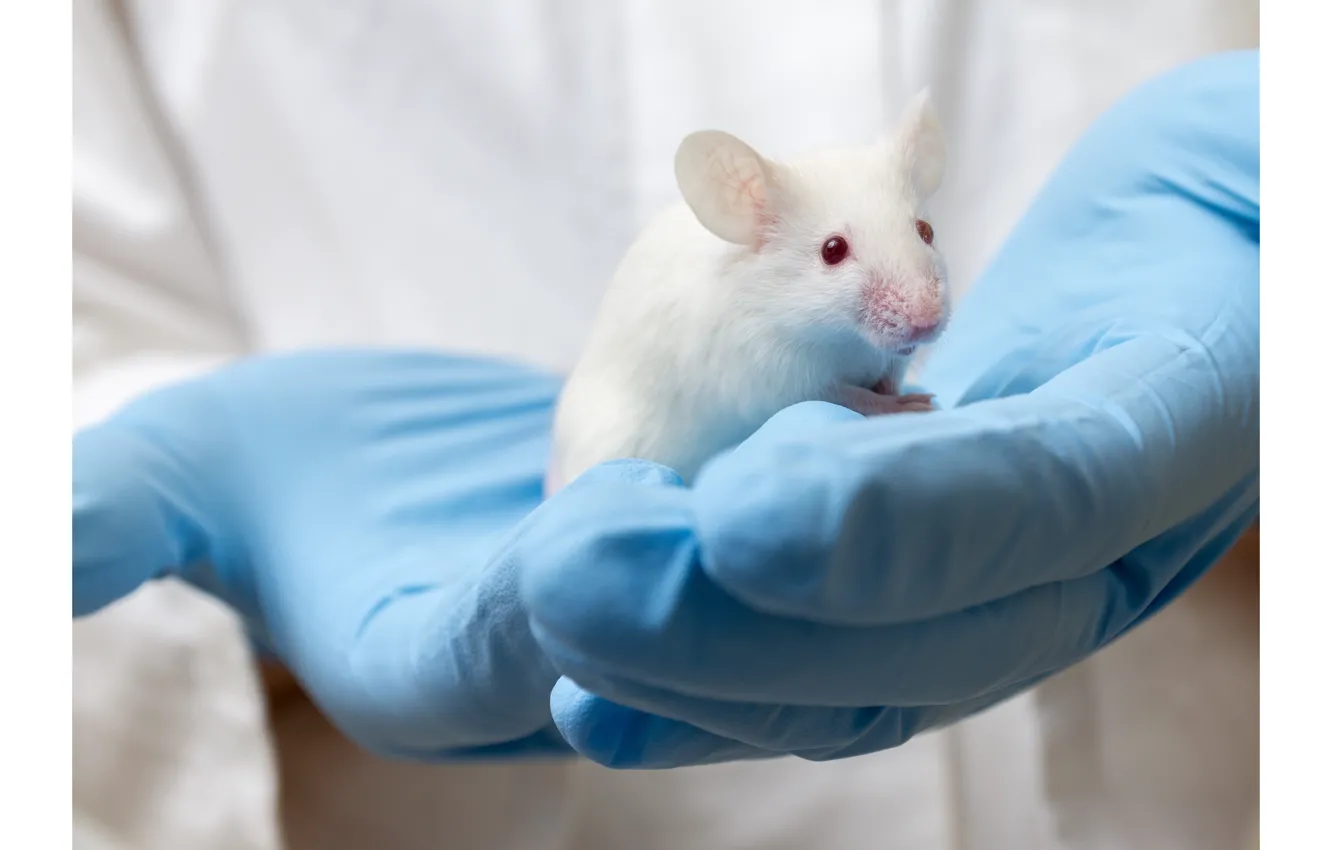 Фото обои latex gloves, research, laboratory mouse