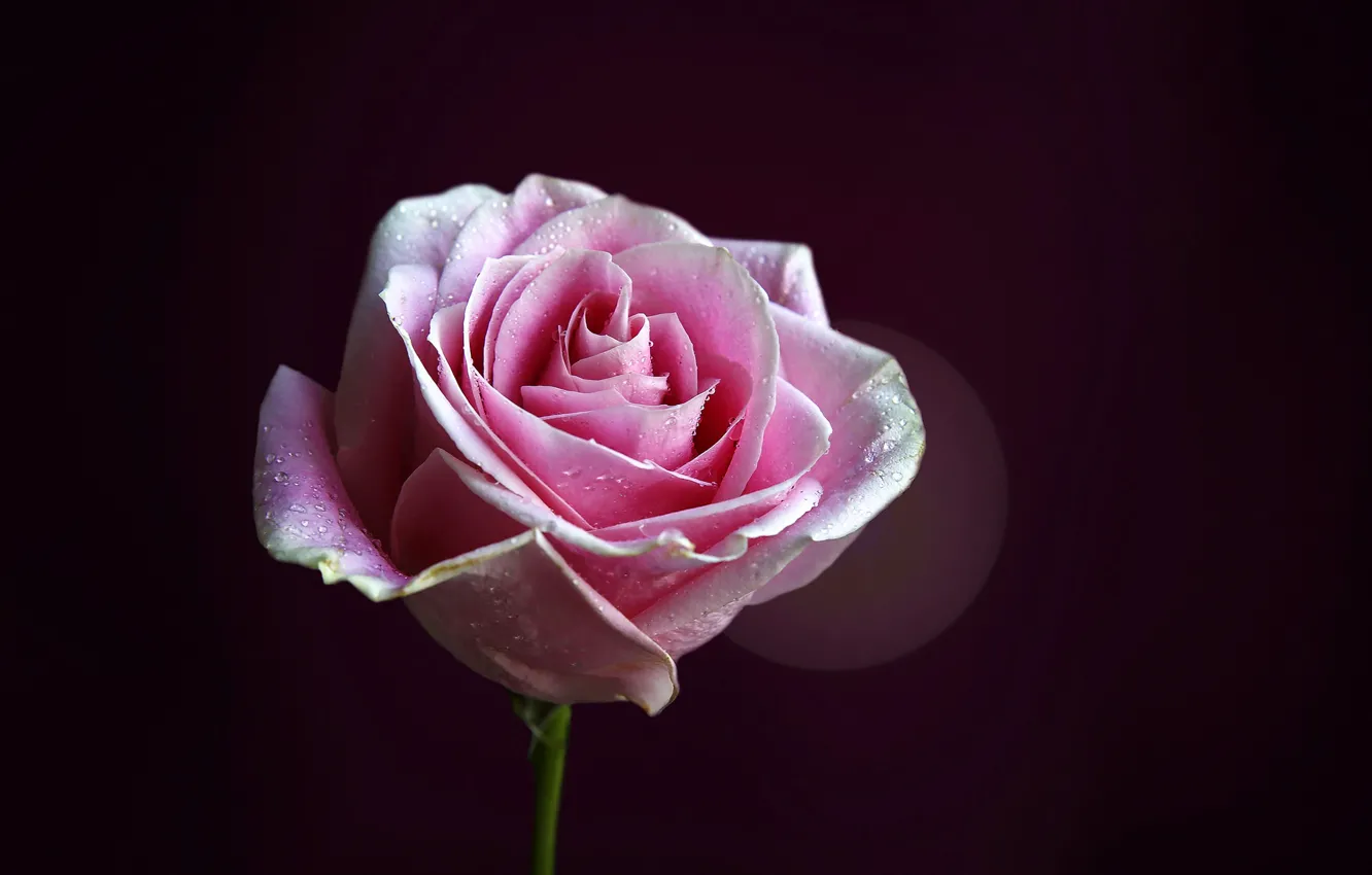 Фото обои цветок, капли, фон, розовая, роза, лепестки, стебель, бутон