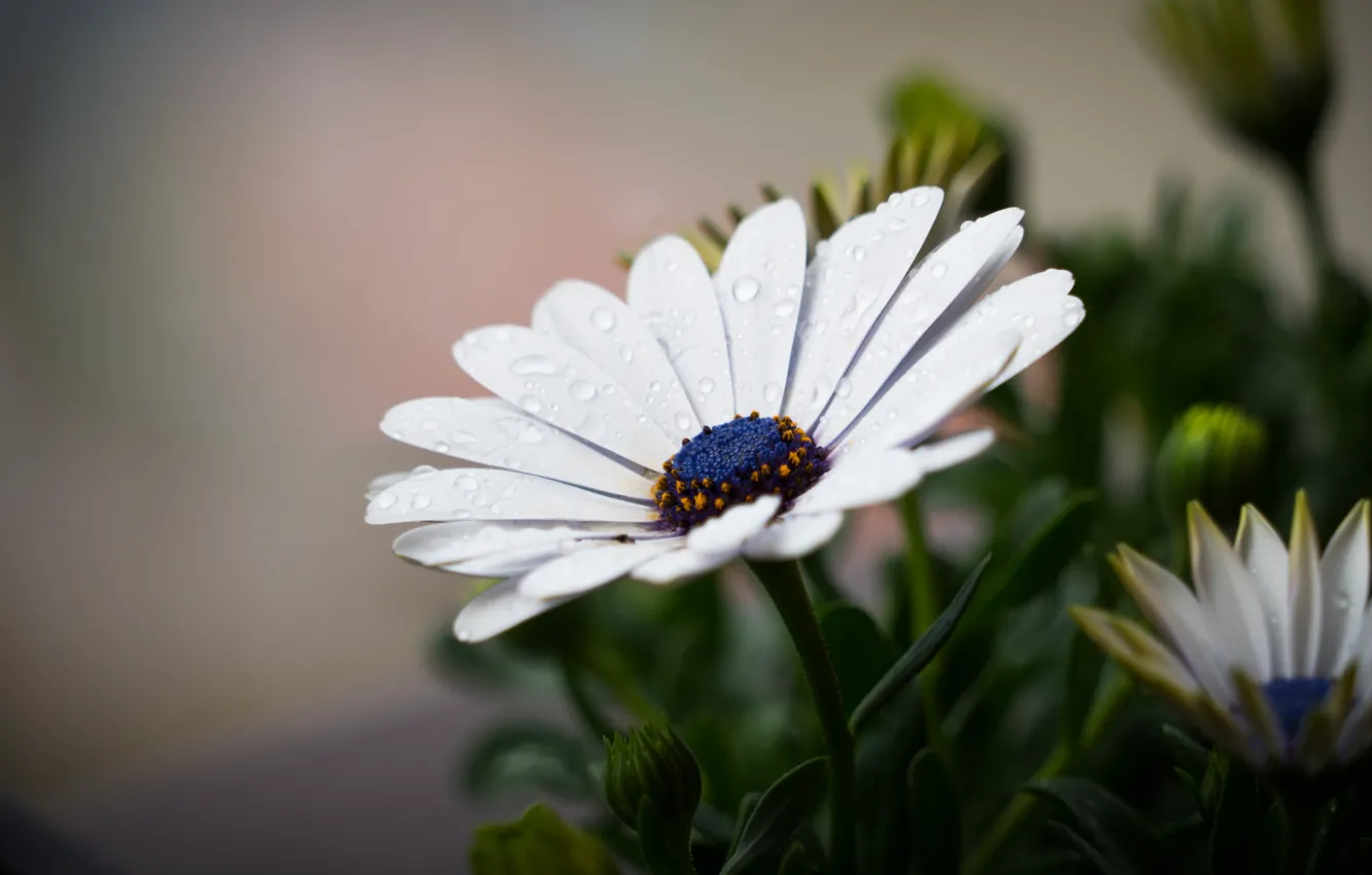 Фото обои Капли, Цветок, Растение, Растения, Flower, Flowers, Flora, Plants