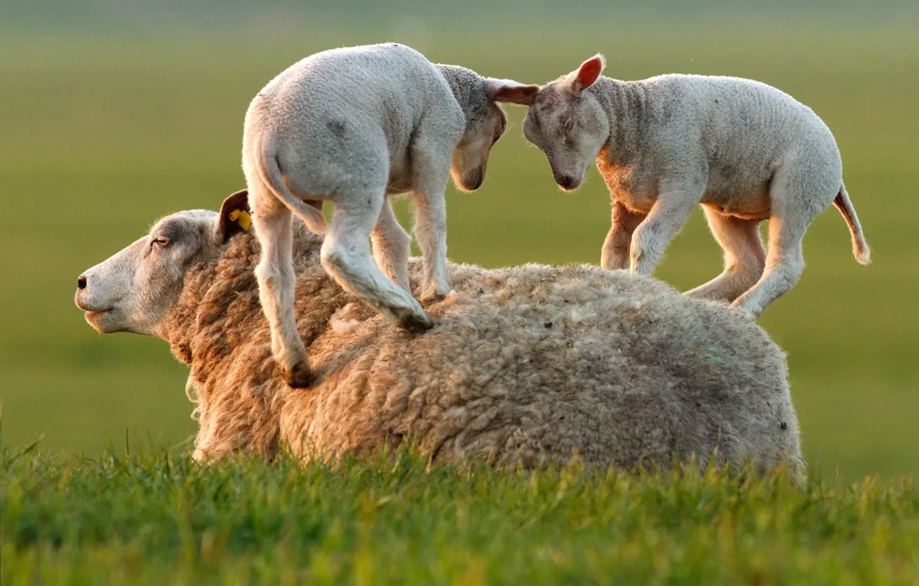 Фото обои трава, игра, овца, ягнята