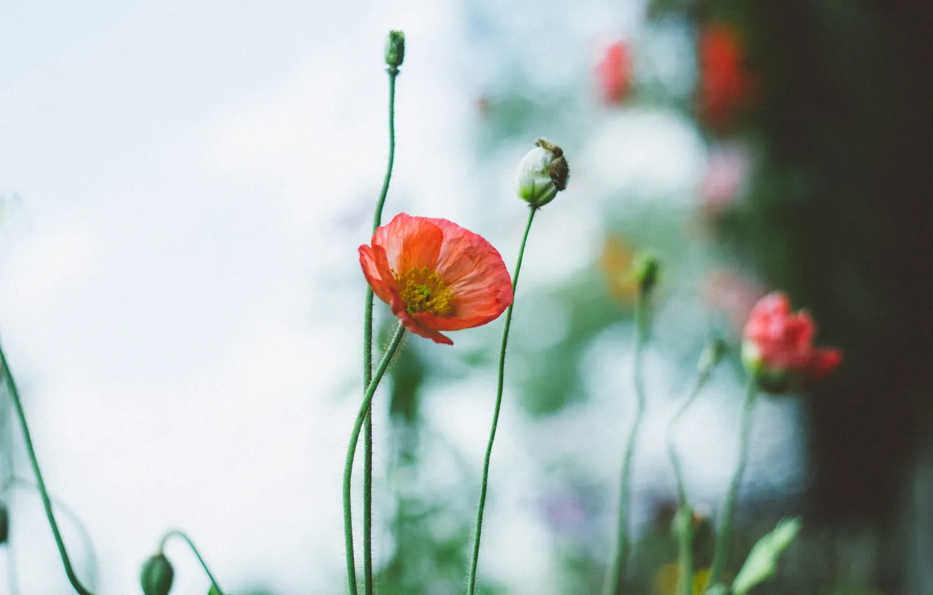Фото обои цветы, красный, мак, лепестки
