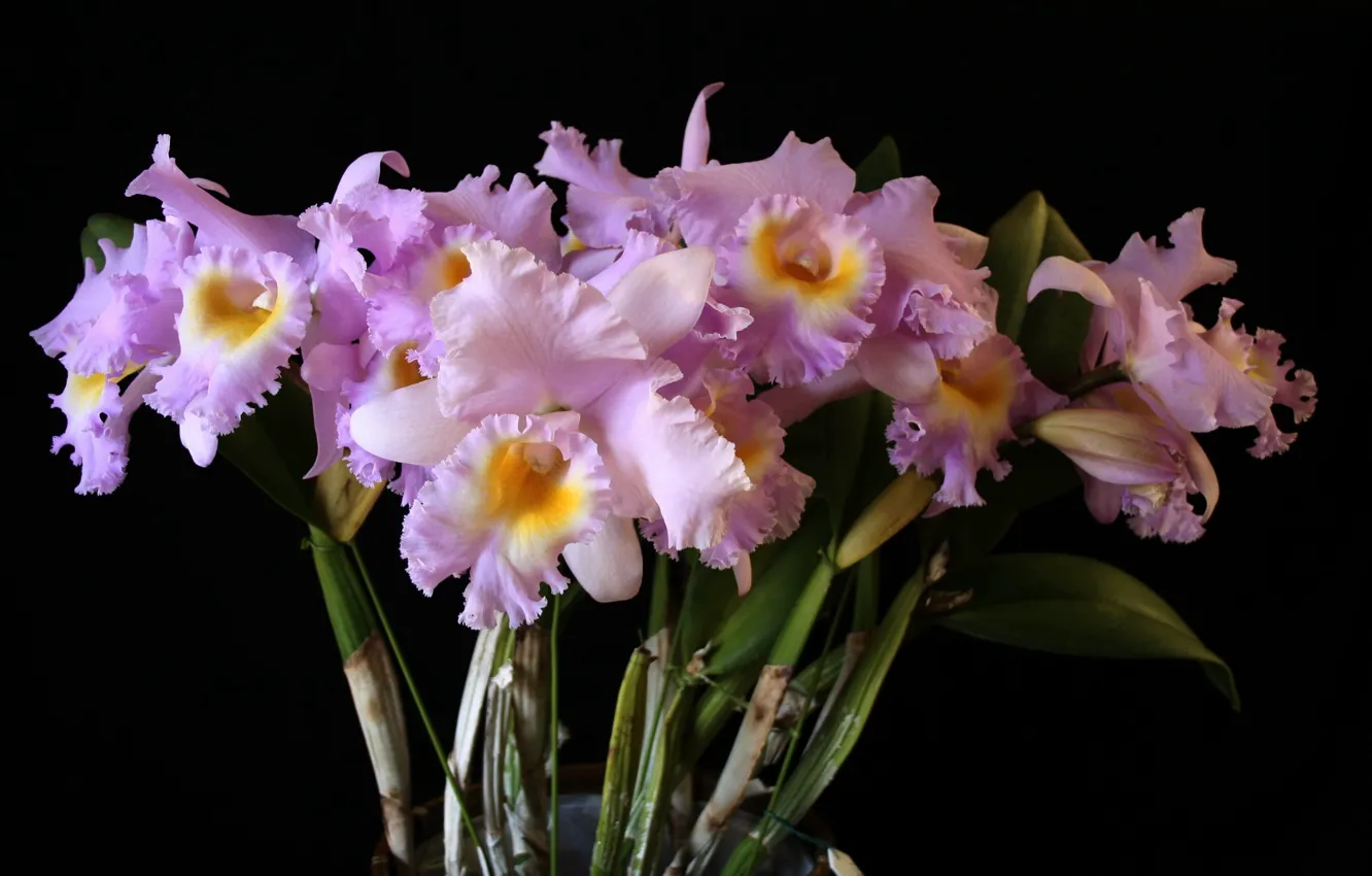 Фото обои Букет, черный фон, орхидеи