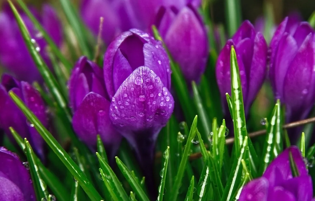 Фото обои цветы, фиолетовые, крокусы