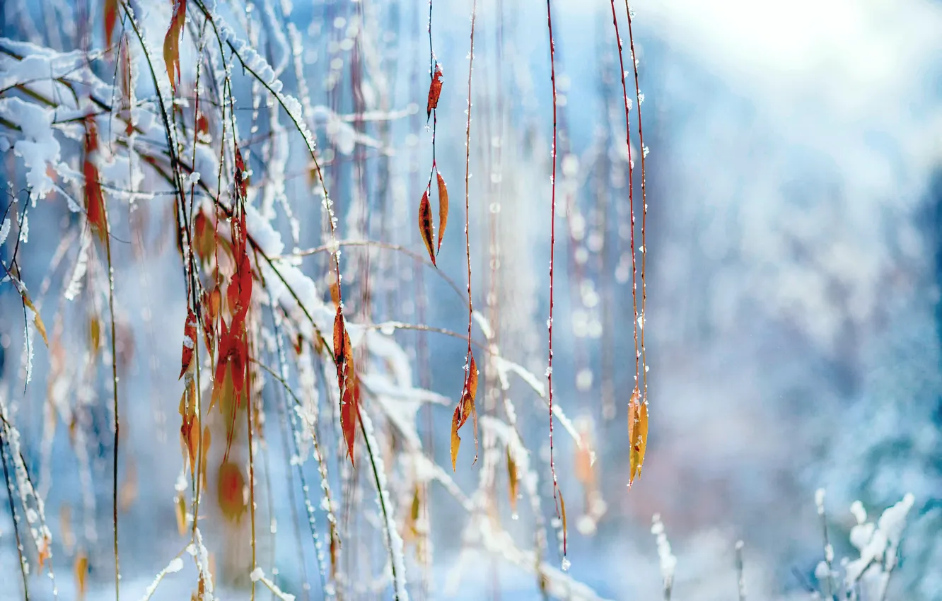 Фото обои зима, макро, снег, ветки, листва