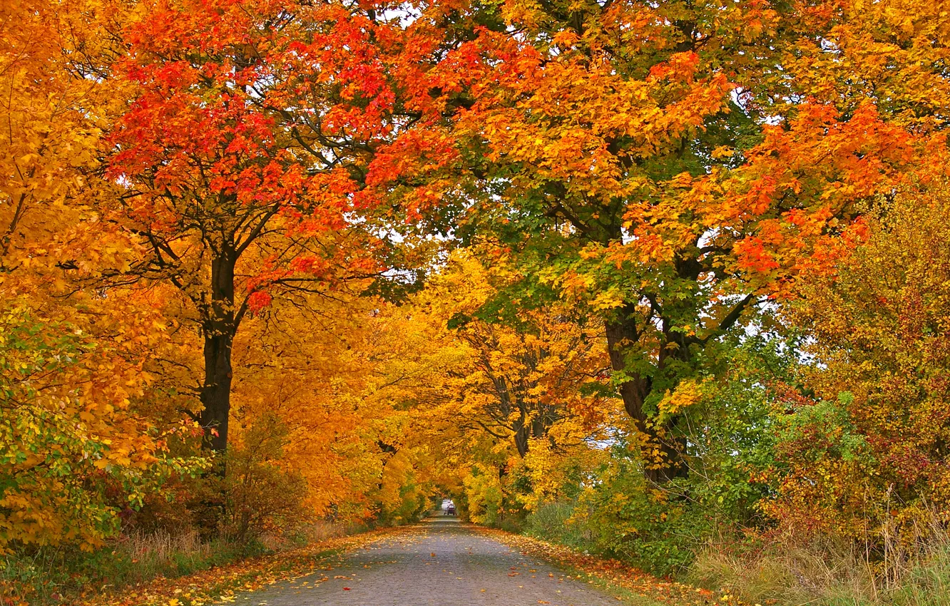 Фото обои nature, park, autumn, alley