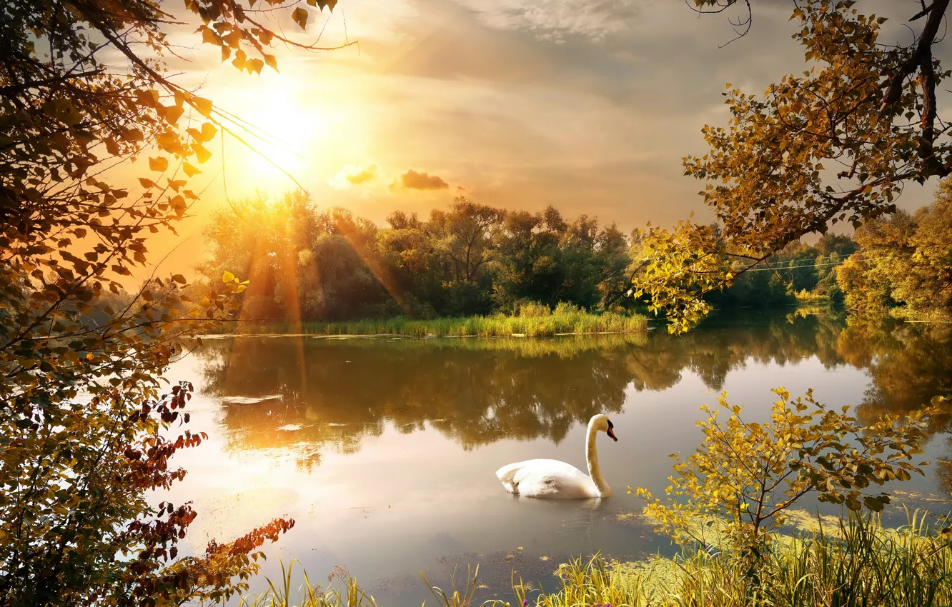 Фото обои осень, листья, деревья, ветки, пруд, парк, лебедь, лучи солнца