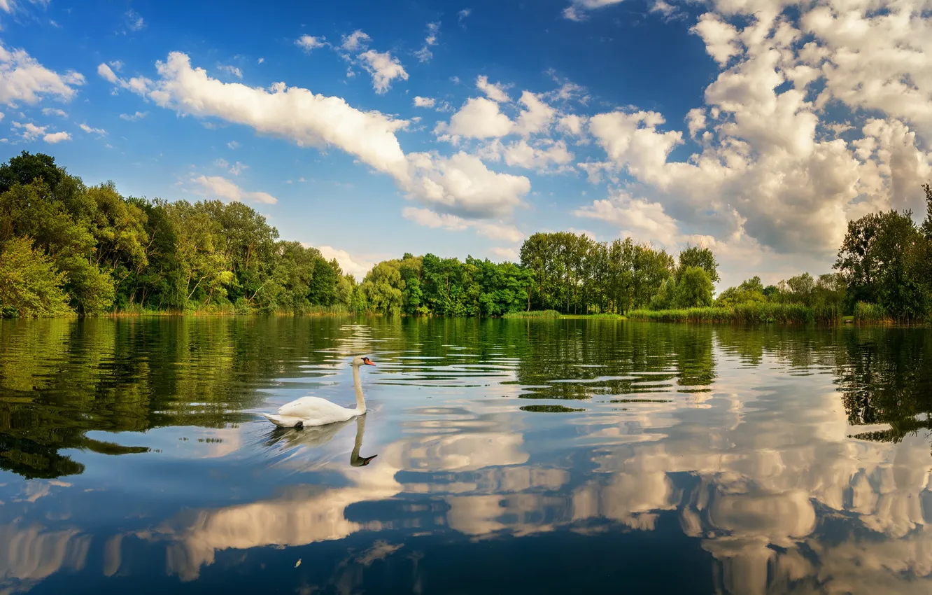 Фото обои небо, облака, деревья, озеро, отражение, птица, лебедь