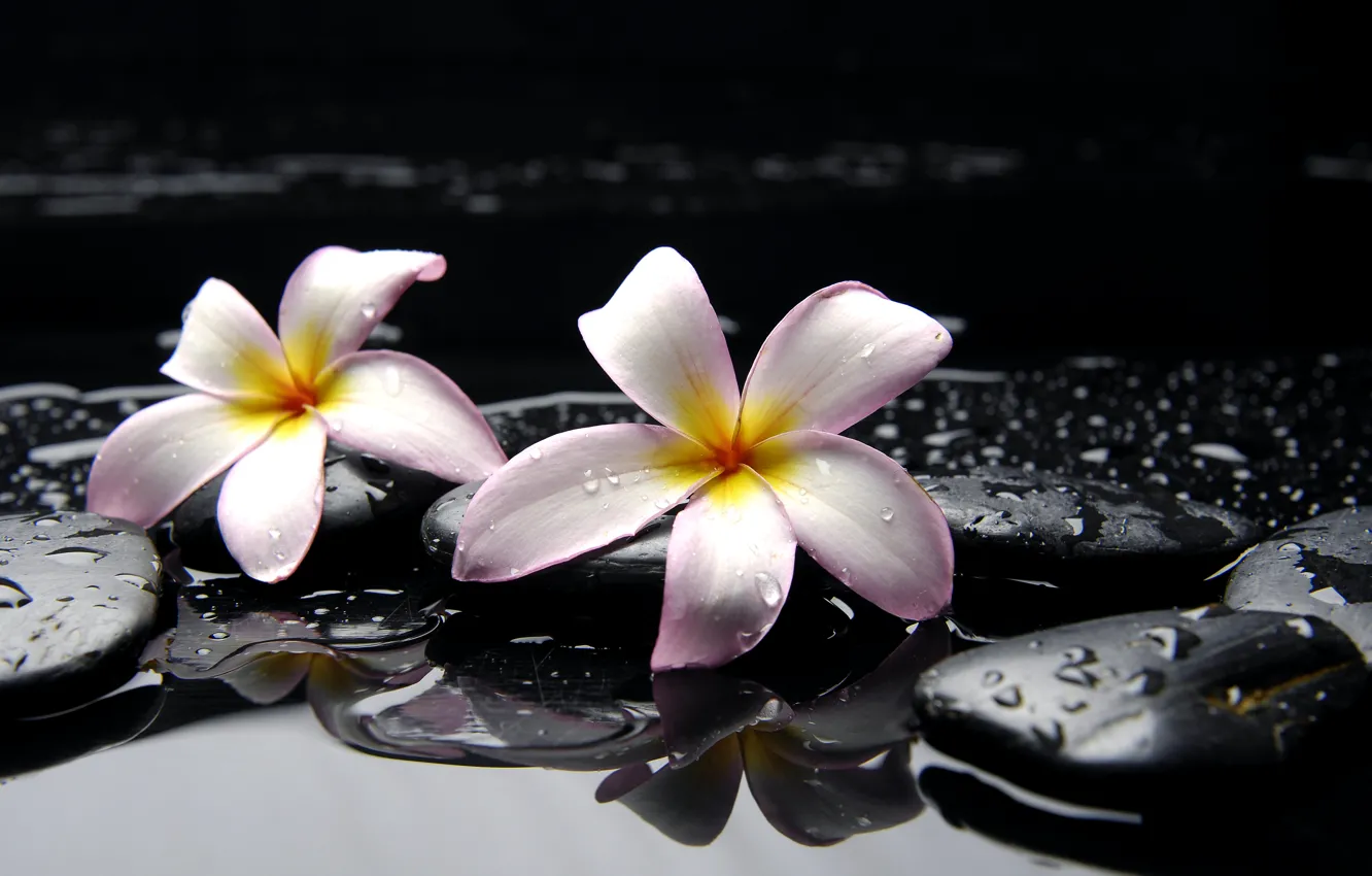 Фото обои вода, капли, цветы, камни, желтые, розовые, черные, плюмерия