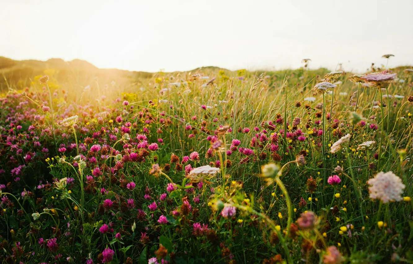 Фото обои поле, лето, трава, свет, природа, клевер