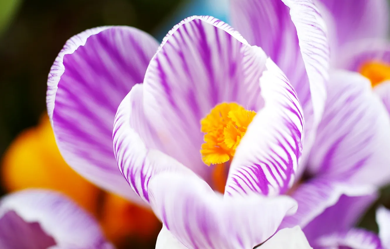 Фото обои flowers, macro, purple, cute, pop, crocus, stripe