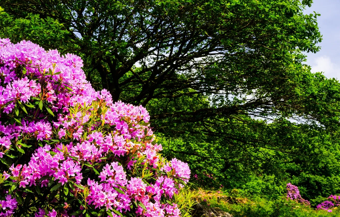 Фото обои деревья, цветы, природа, кустарники