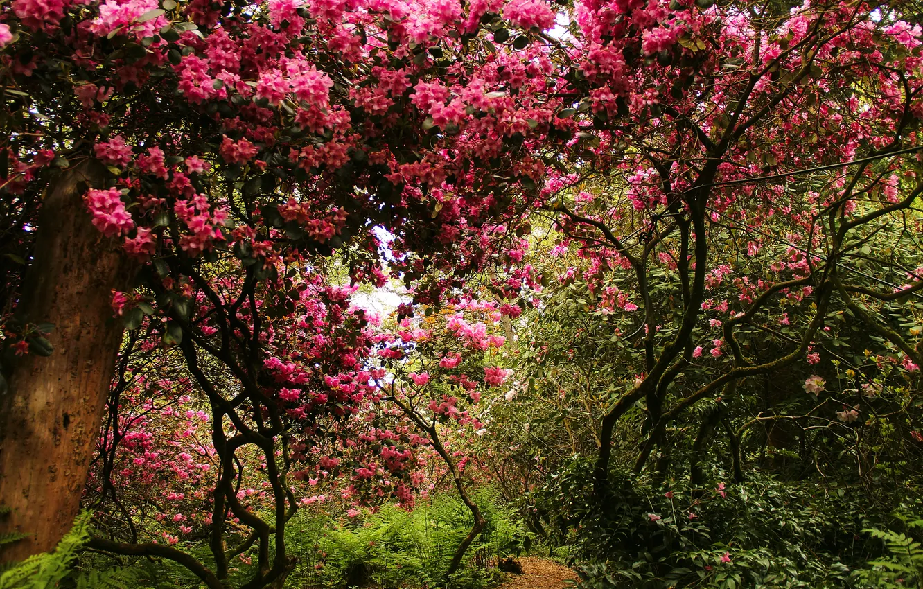 Фото обои деревья, парк, Швейцария, кусты, цветущие, Park Seleger Moor