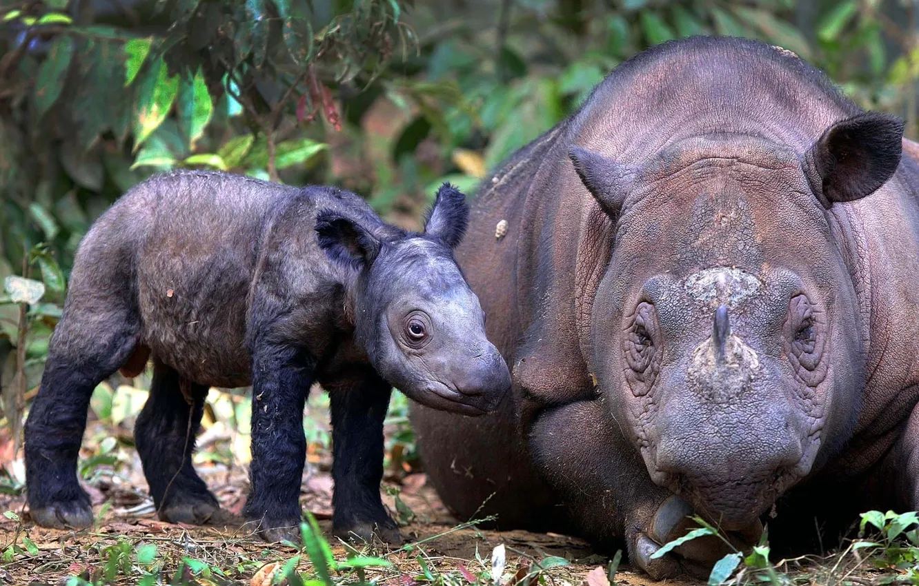 Фото обои фон, детёныш, rhino, взрослый, Суматранский носорог