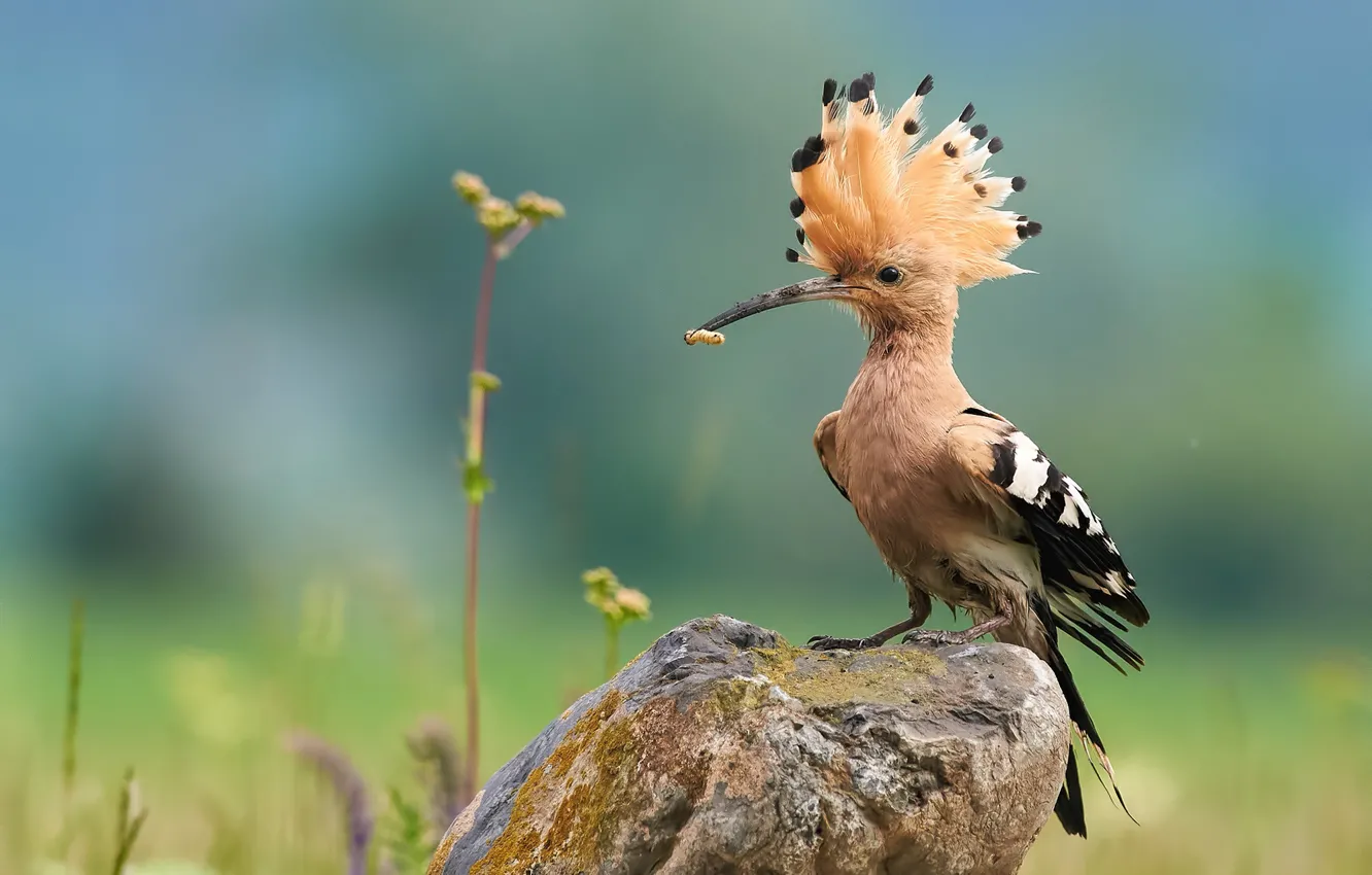 Фото обои природа, птица, камень, удод, Ботев Калин