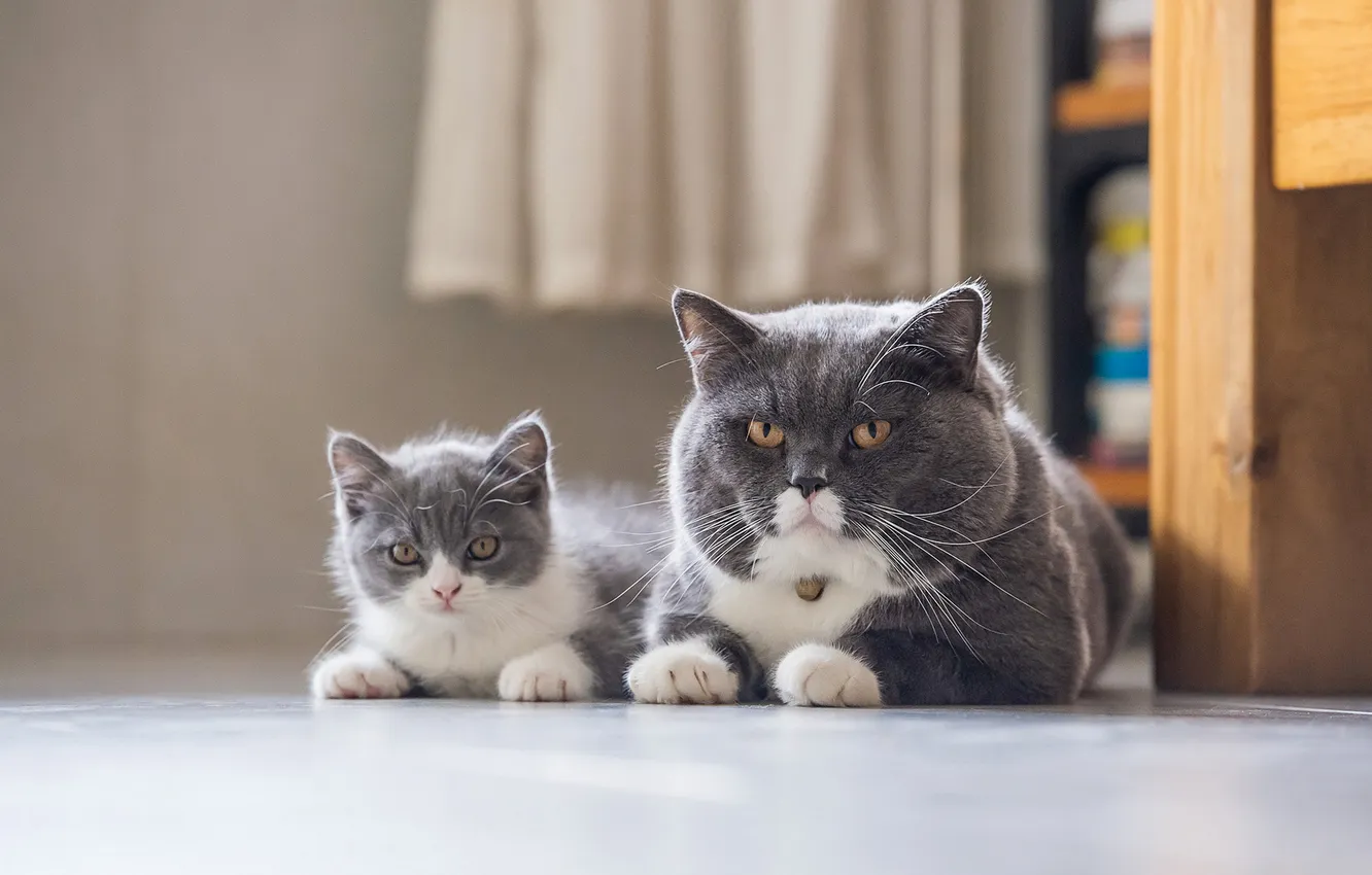 Фото обои кошка, взгляд, кошки, поза, котенок, комната, пол, мордашка