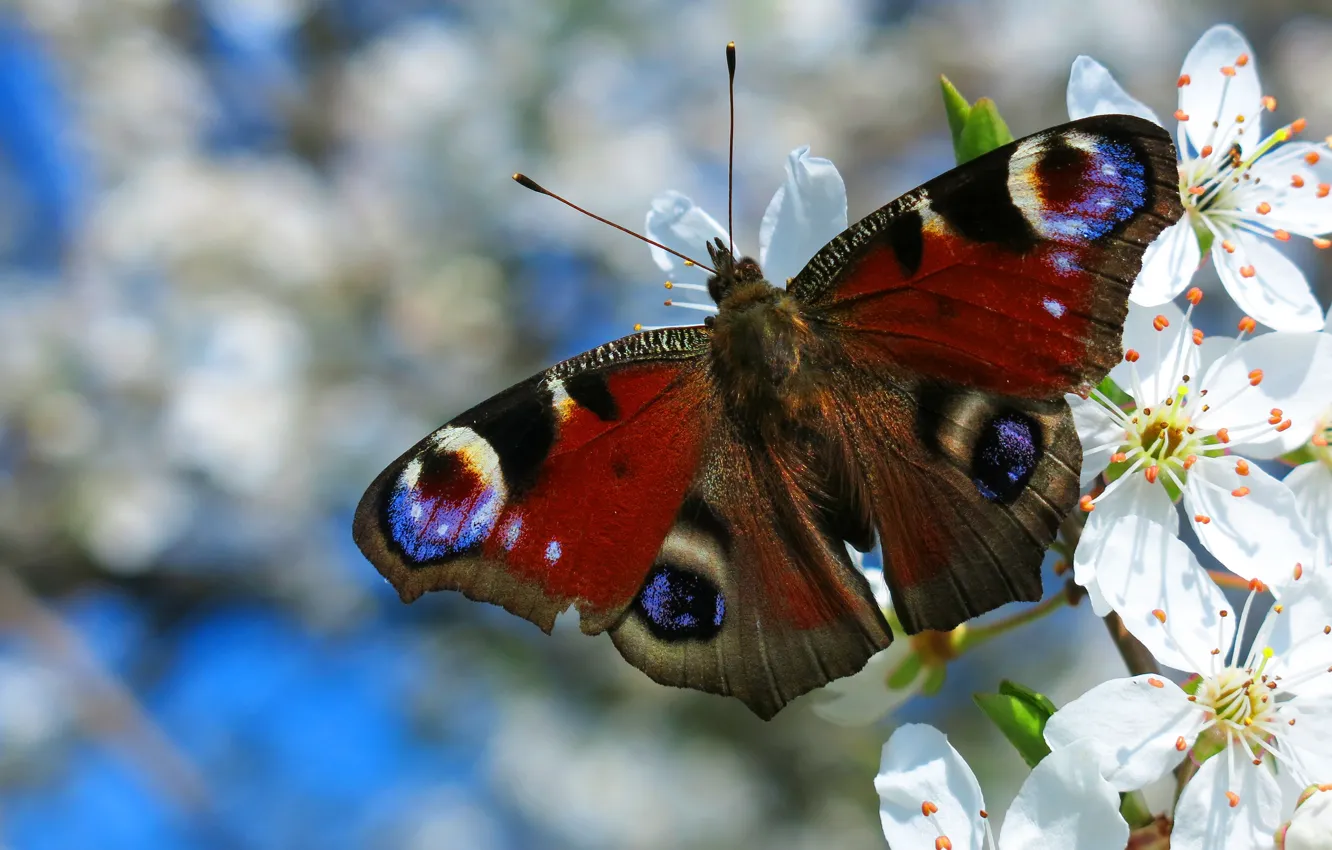 Фото обои макро, цветы, узор, бабочка, крылья, ветка, весна, насекомое