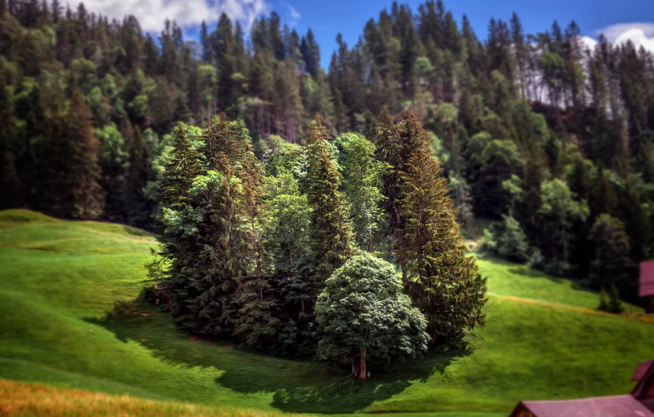 Фото обои лес, деревья, обработка, эффект, Miniature Forest