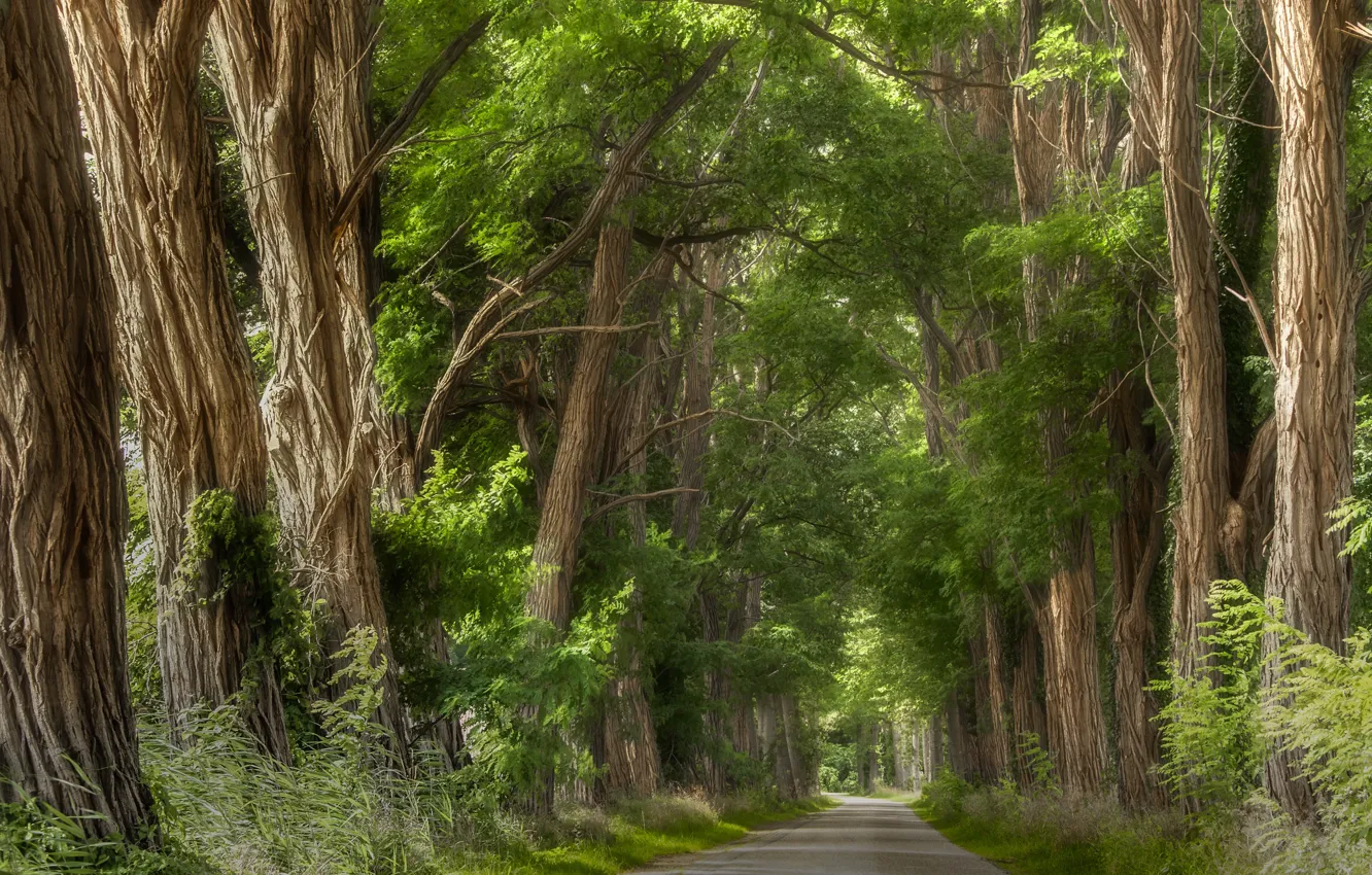 Фото обои дорога, лето, деревья, природа