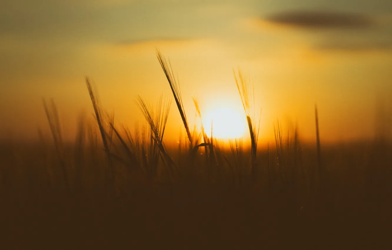 Фото обои field, sunset, bokeh, wheat