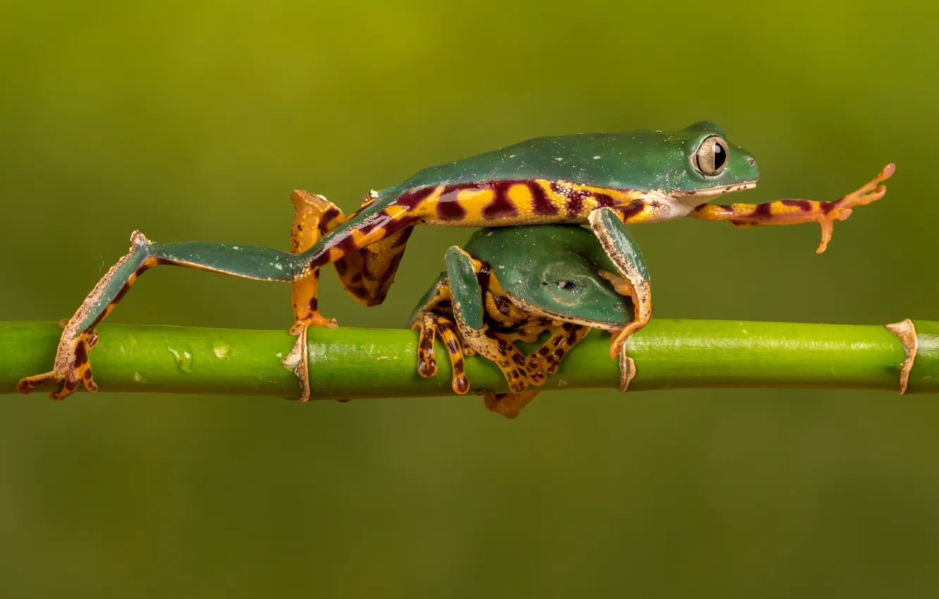 Фото обои макро, природа, две, лягушка, стебель, лягушки, зеленая, зеленый фон