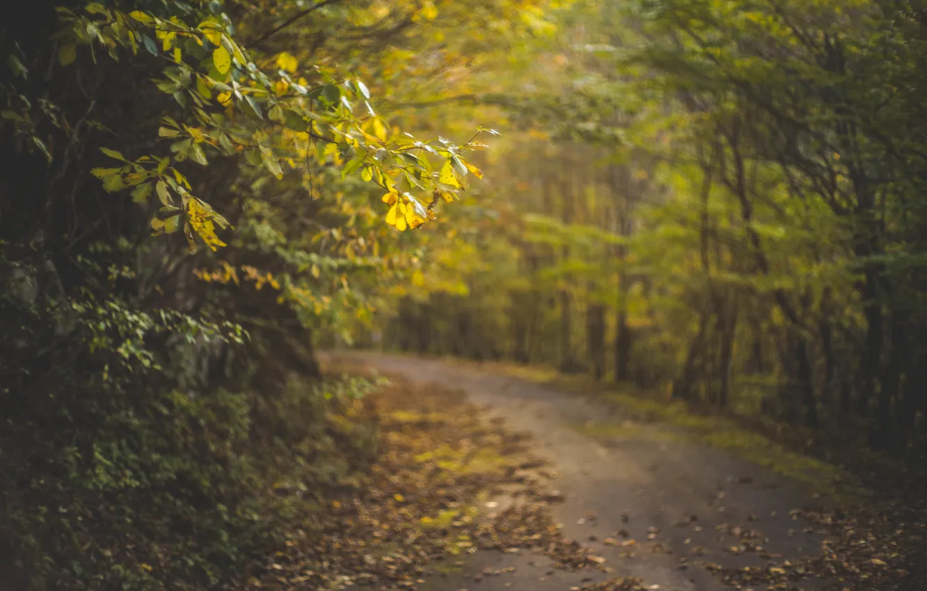 Фото обои дорога, осень, листья, деревья, солнечный свет