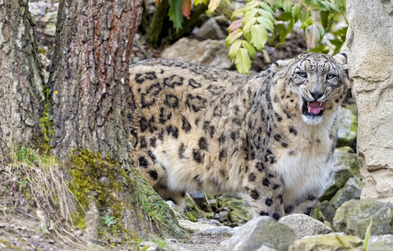 Фото обои кошка, камни, дерево, оскал, ирбис, снежный барс, ©Tambako The Jaguar