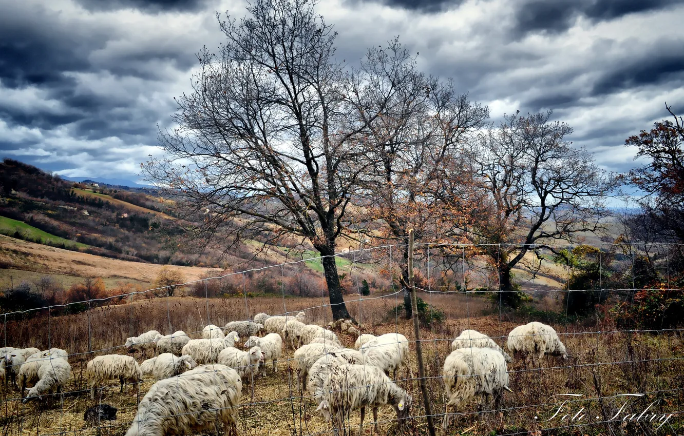 Фото обои осень, деревья, овцы, пастбище, стадо, Fabry