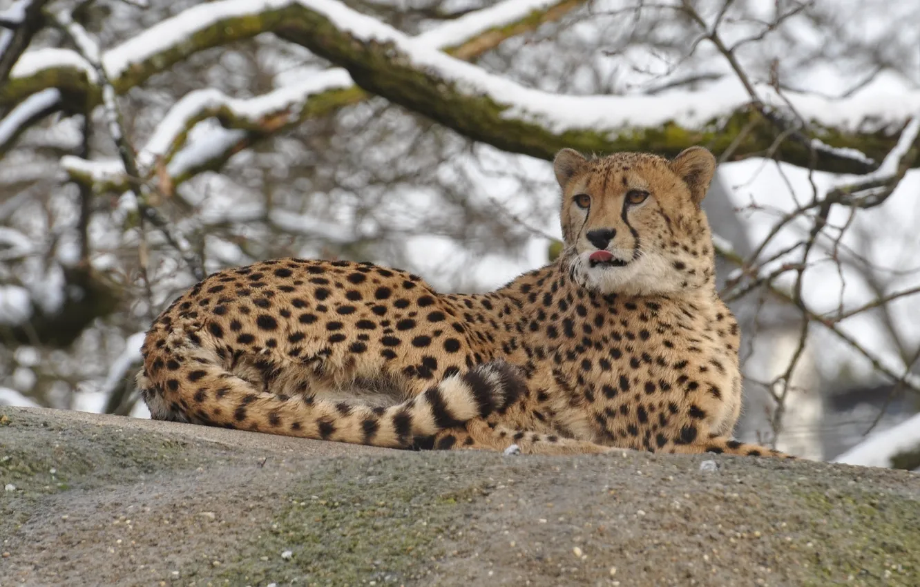 Фото обои зима, отдых, камень, гепард, дикая кошка