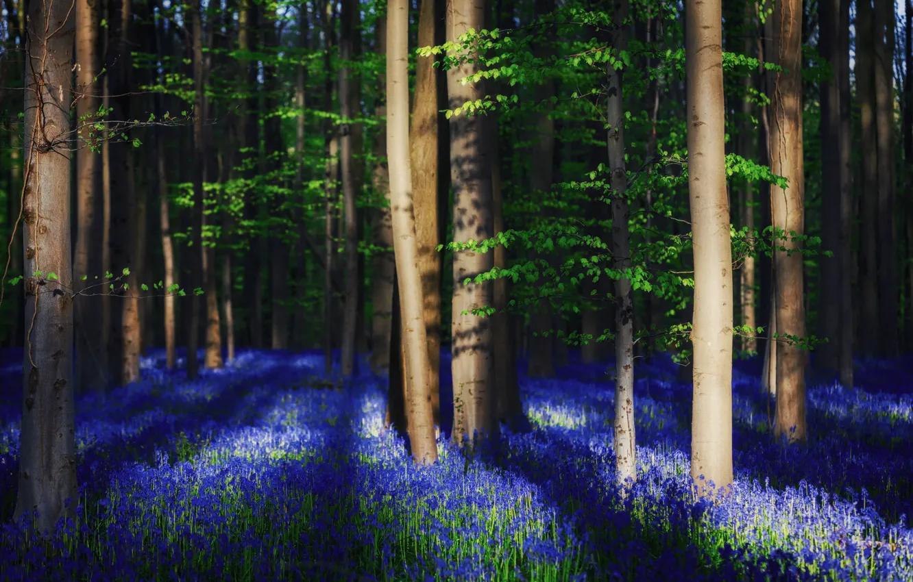 Фото обои лес, свет, деревья, цветы, весна, тени, Бельгия, колокольчики