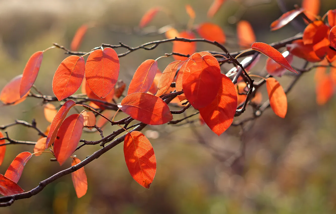 Фото обои осень, макро, свет, листва, оранжевая, ветка
