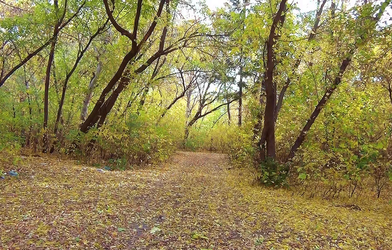 Фото обои деревья, Осень, листопад