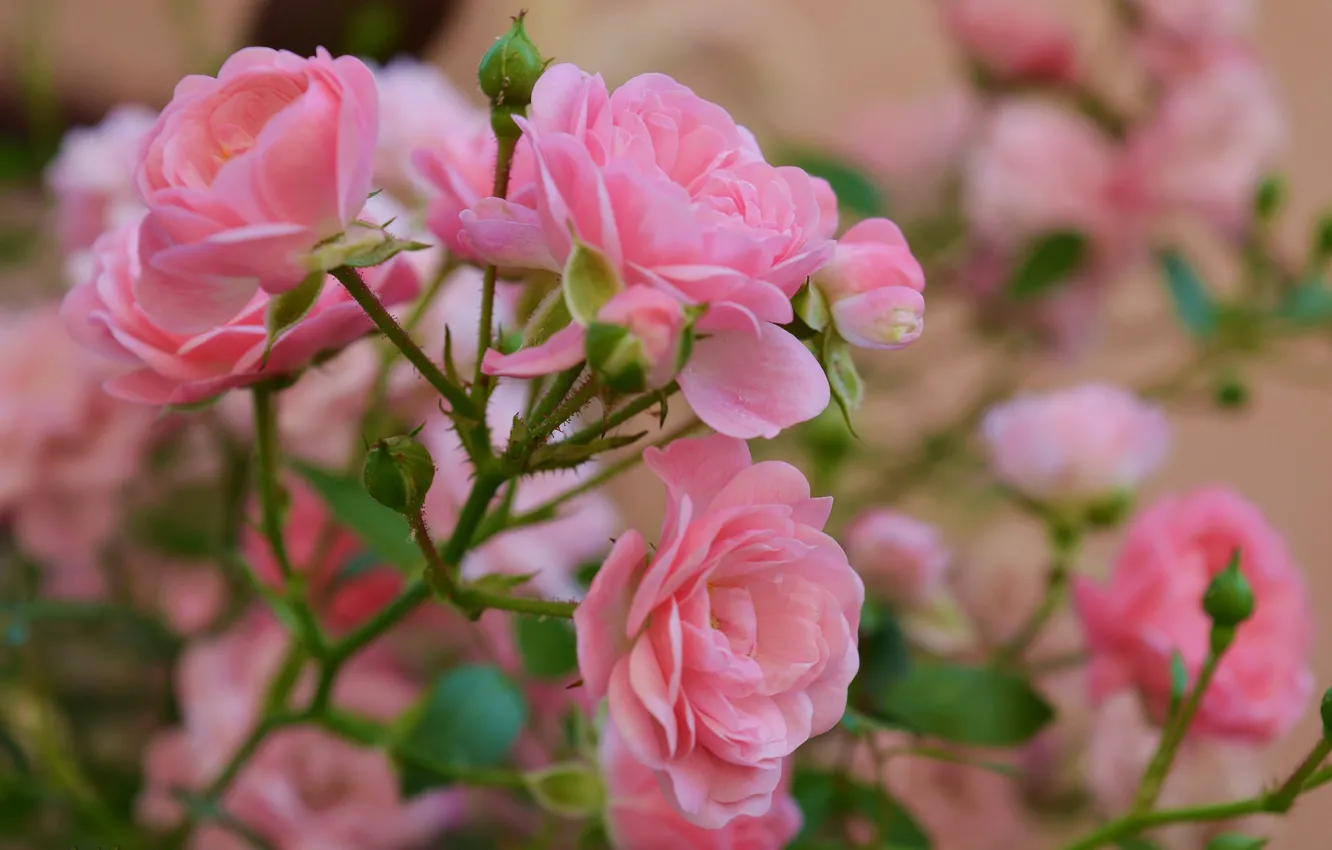 Фото обои Боке, Pink roses, Розовые розы