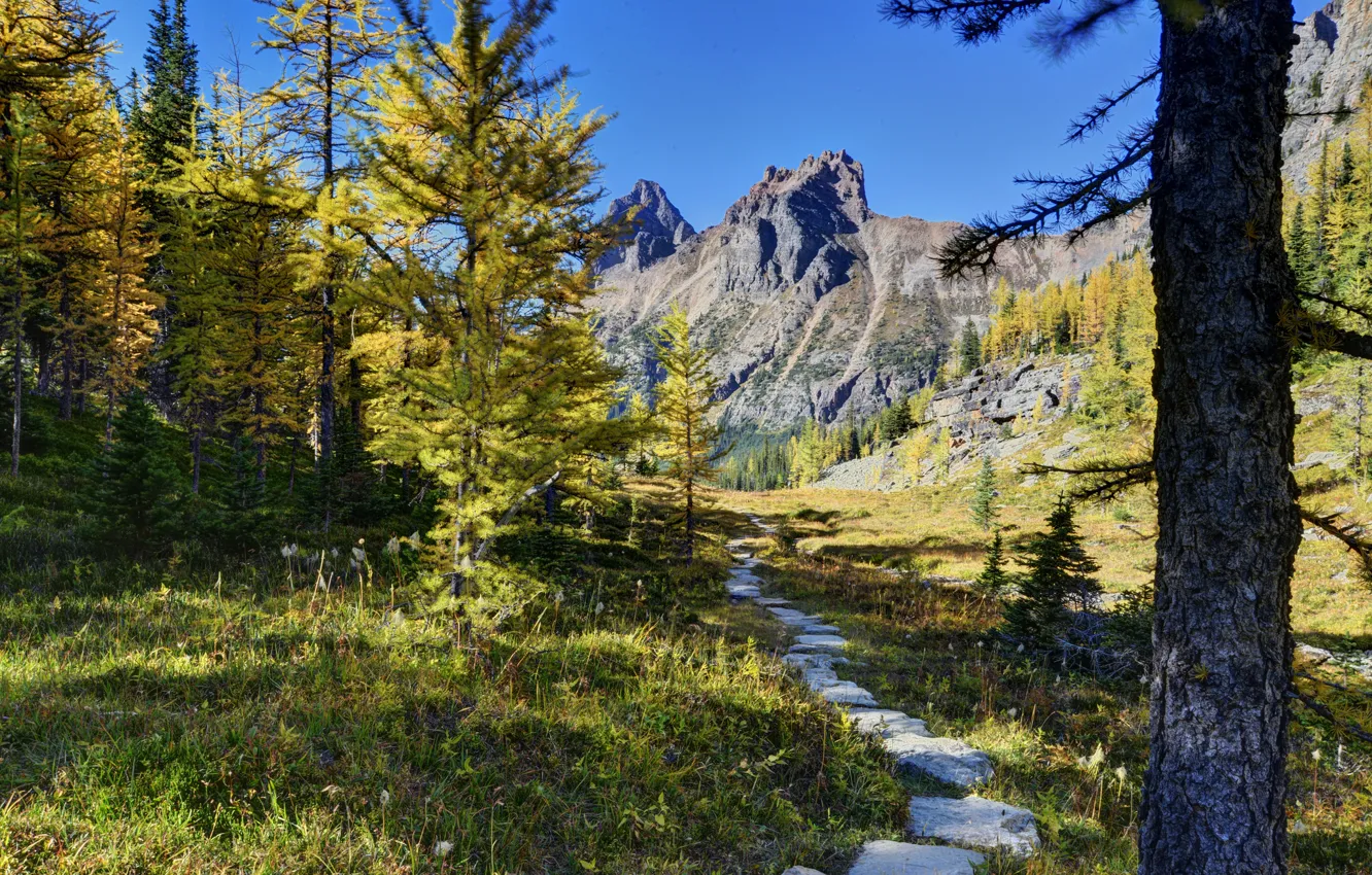 Фото обои лес, деревья, горы, Канада, Canada, тропинка, Yoho National Park